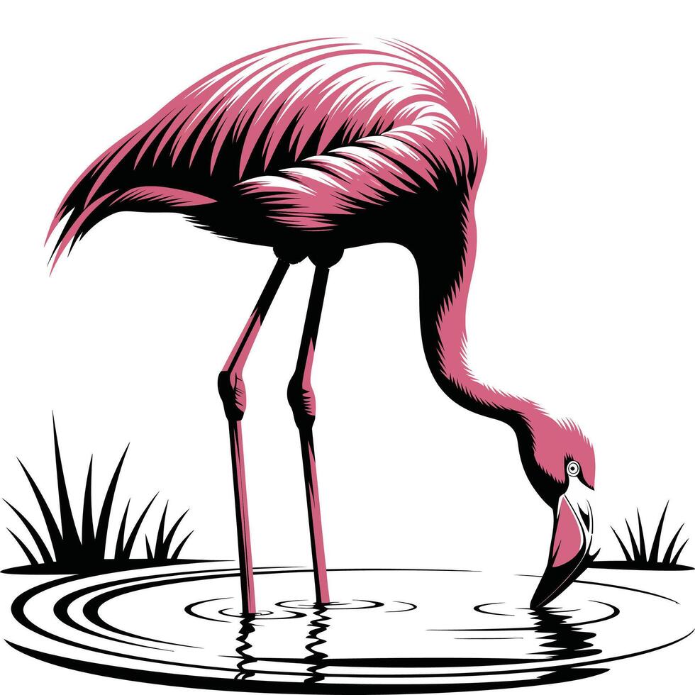 Stylized Flamingo Drinking Water Illustration. vector