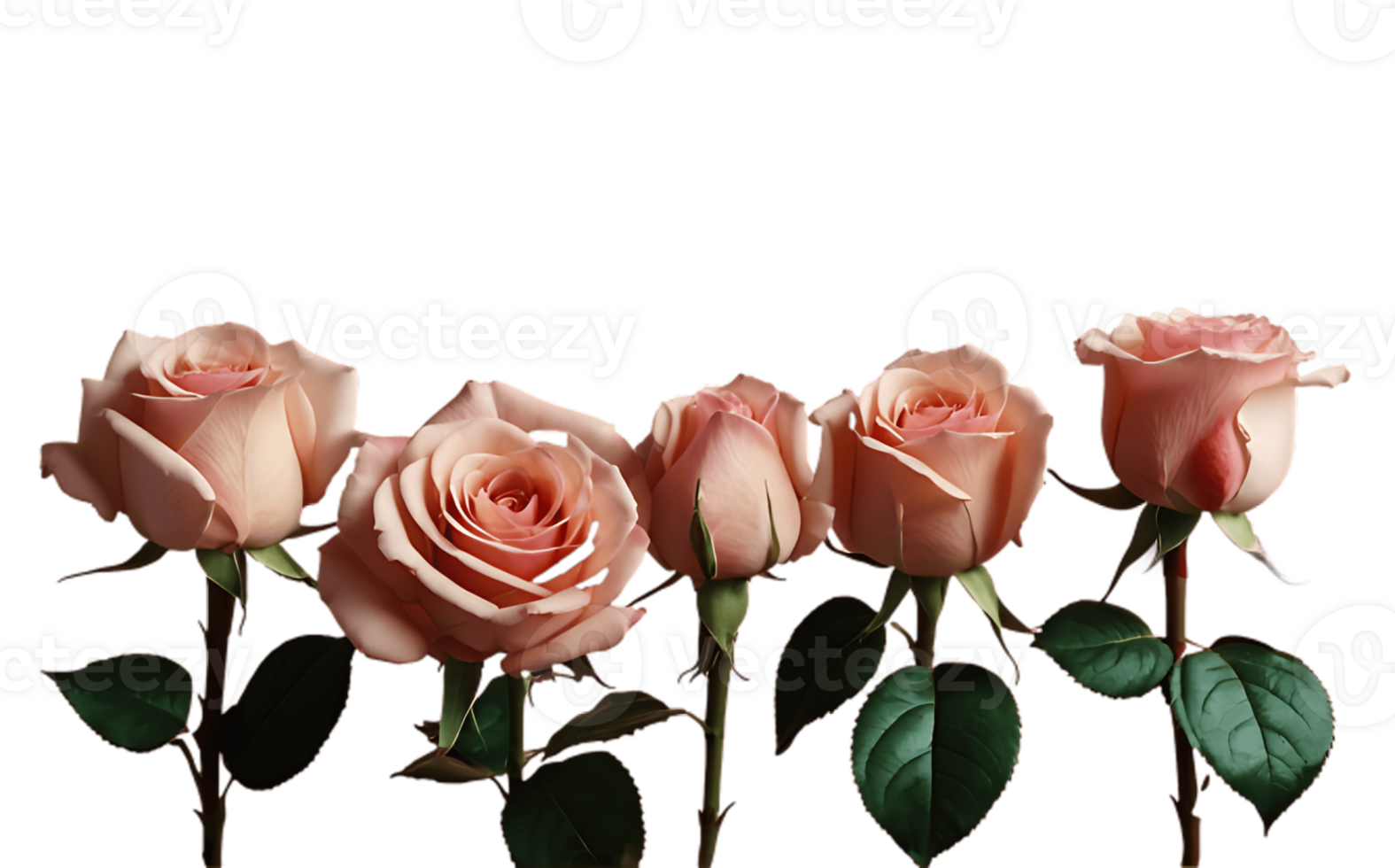 Four pink roses are arranged in a row png