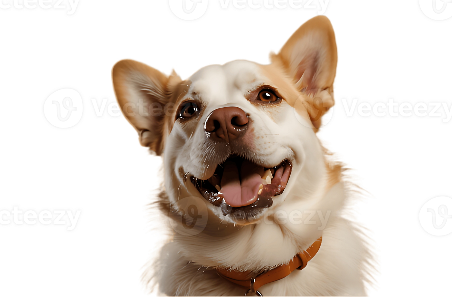 A dog is smiling and looking up png