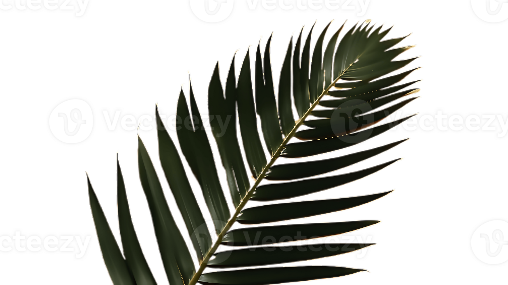 Palm leaf transparent png