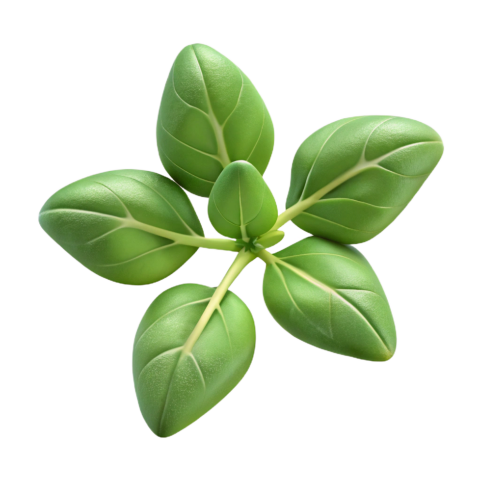 magnificent vintage Oregano Sprig Cutout Transparent Background genuine png