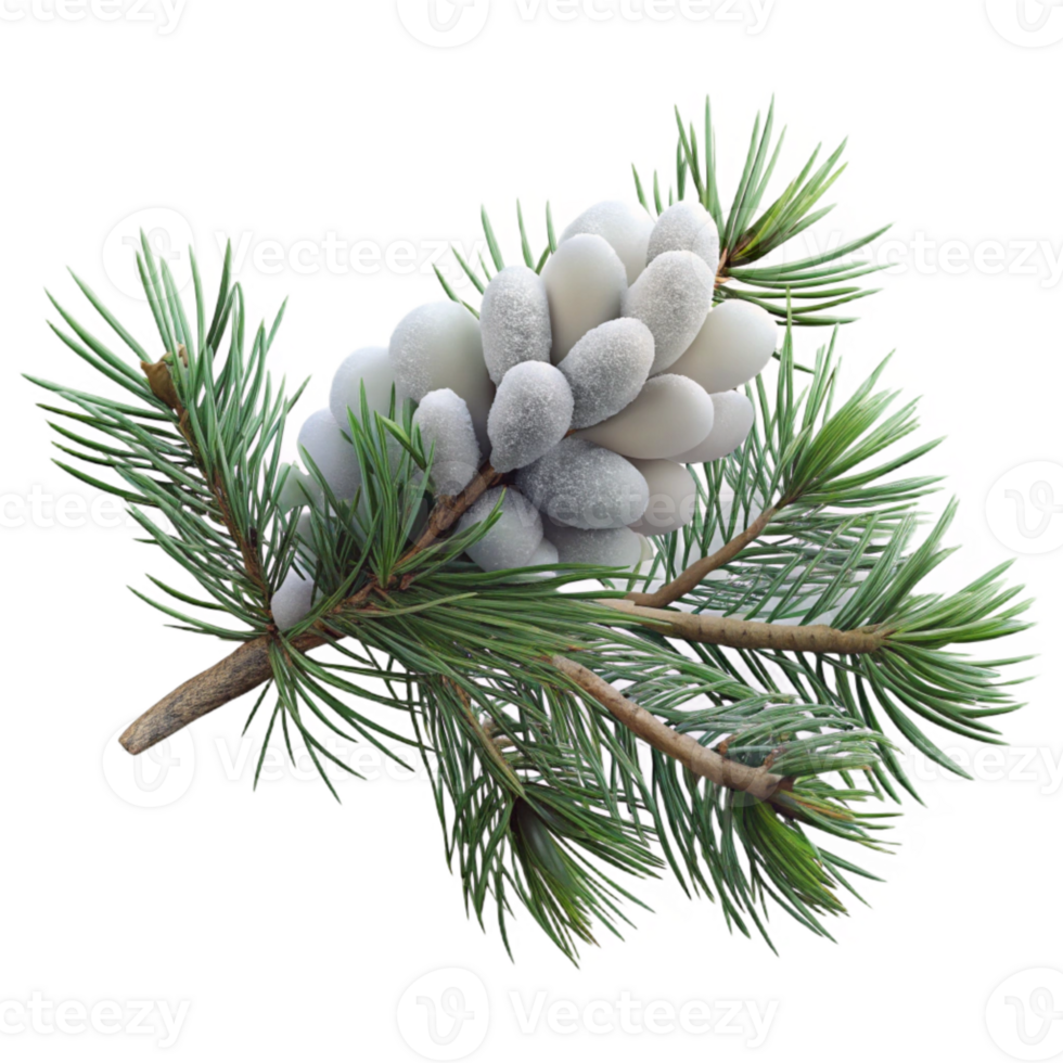 wonderful minimalist Pine Branch with Snow Close Up Isolated authentic png