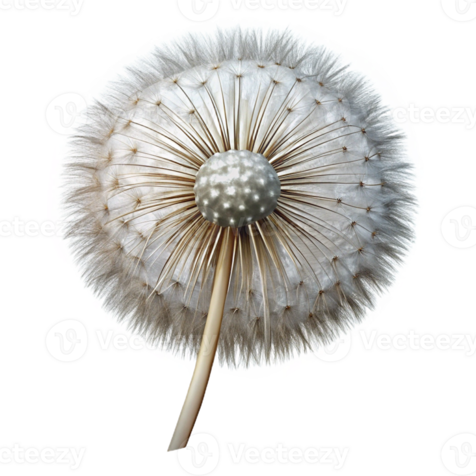 magnificent vintage Realistic Dandelion Seed Head Transparent Background png