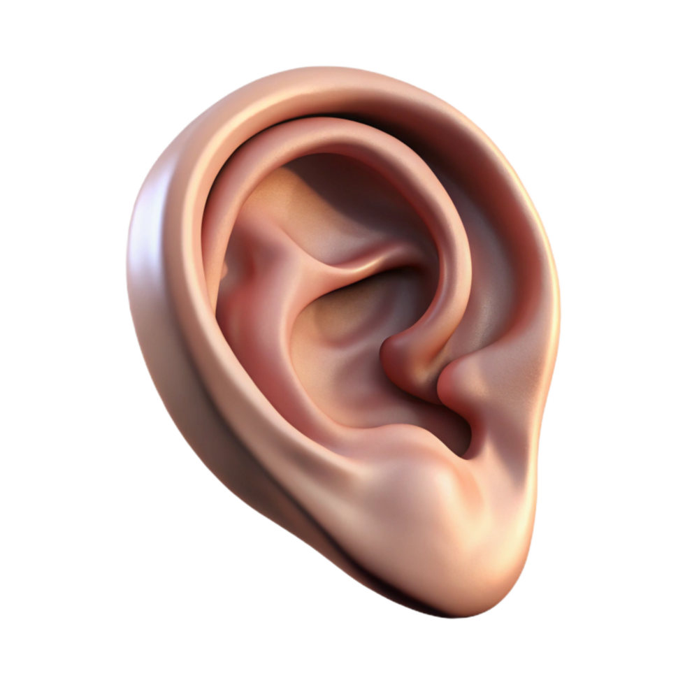 elegant traditional Realistic Human Ear Side View Isolated high resolution png