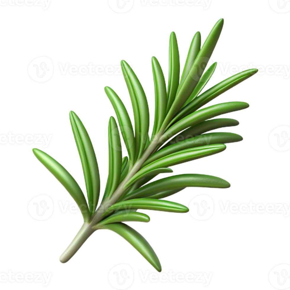 elegant rustic Rosemary Sprig Cutout with Aromatic Detail authentic png