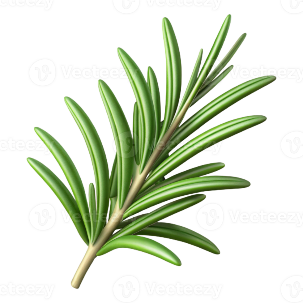 impressive rustic Rosemary Sprig Cutout with Aromatic Detail original png