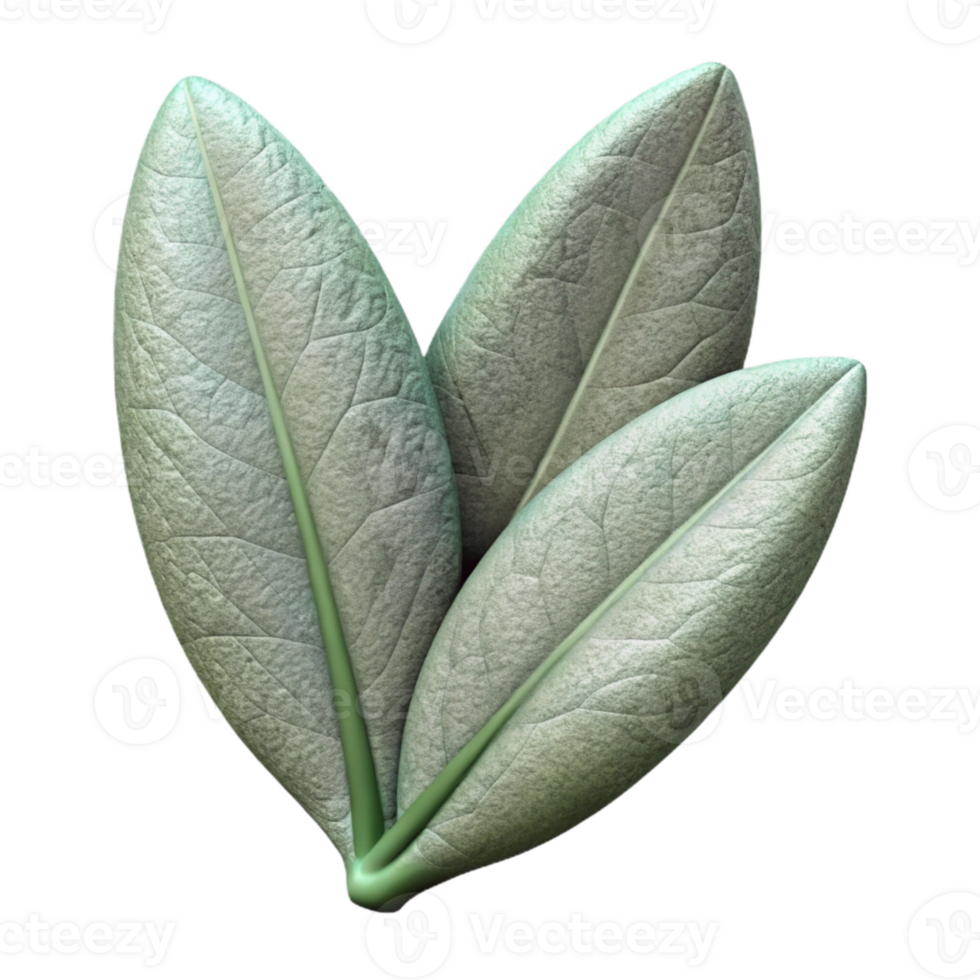 impressive vintage Sage Leaf Cutout Element authentic png