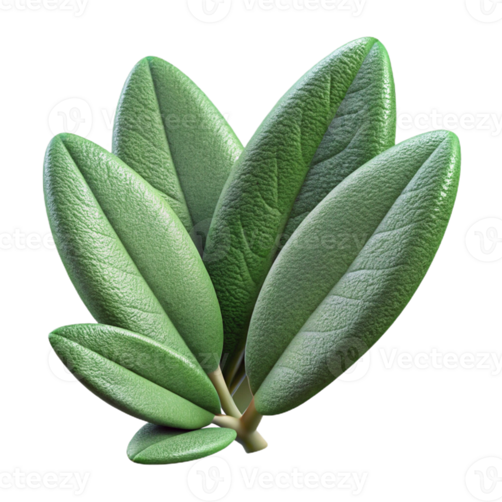 dramatic vintage Sage Leaves Cutout with Velvety Texture genuine png