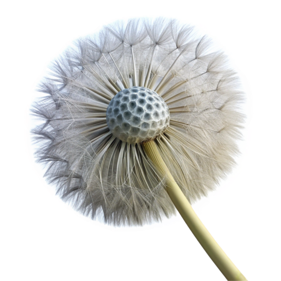 magnificent modern Single Dandelion Seed Head Transparent Element genuine png