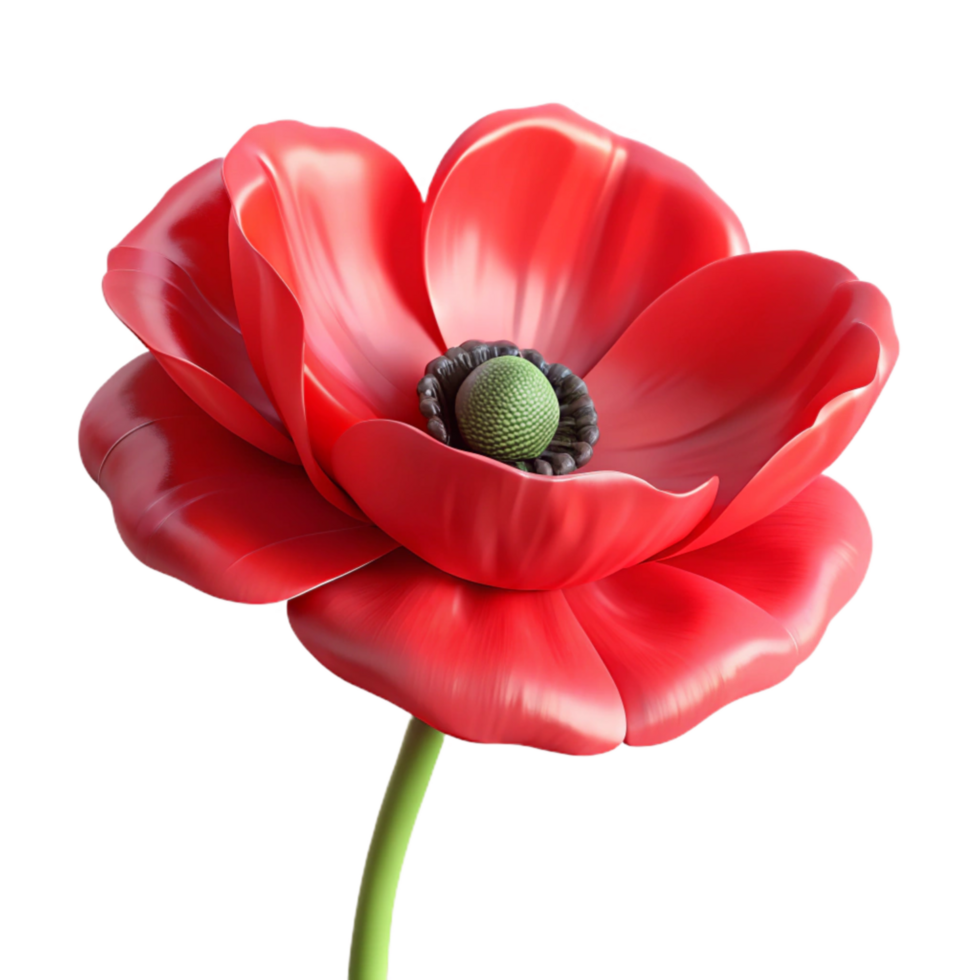 stunning traditional Single Red Poppy Front View Isolated Element genuine png