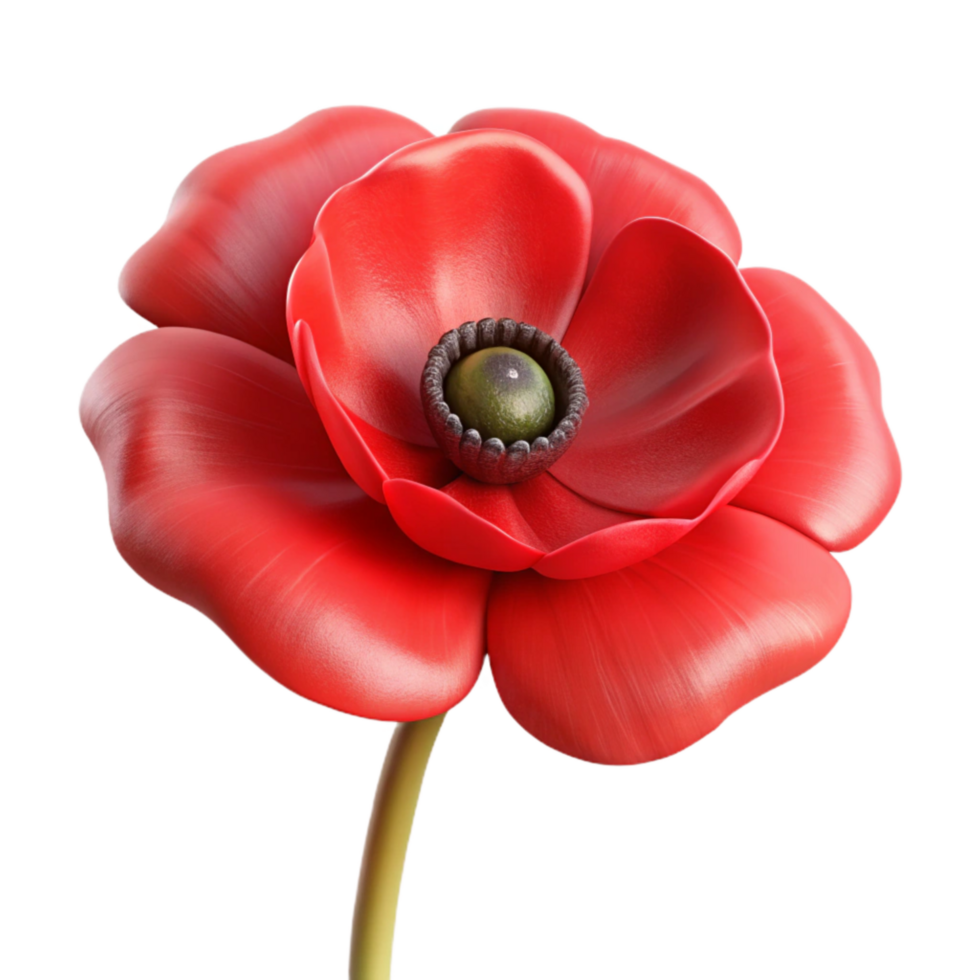 impressive modern Single Red Poppy Front View Isolated Element authentic png