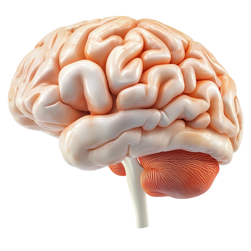 Realistic human brain with detailed folds and textures png