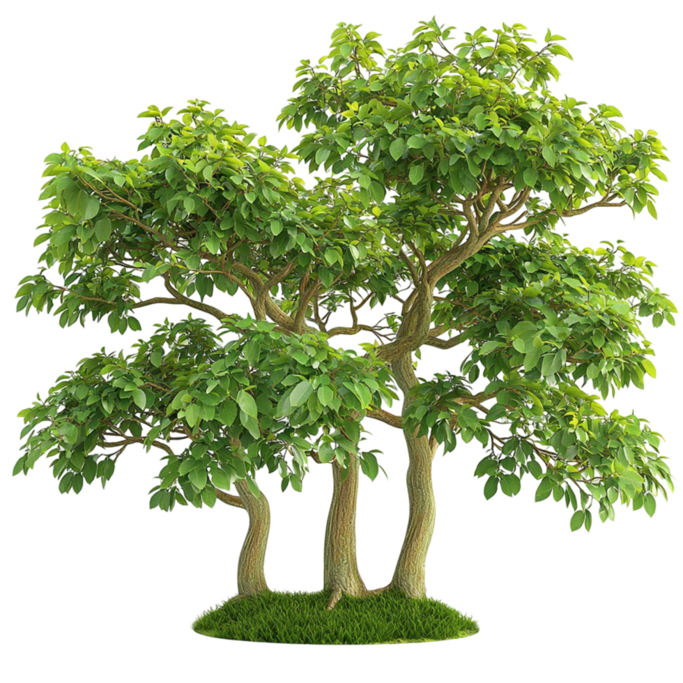 Lush green tree with a full canopy and trunk png