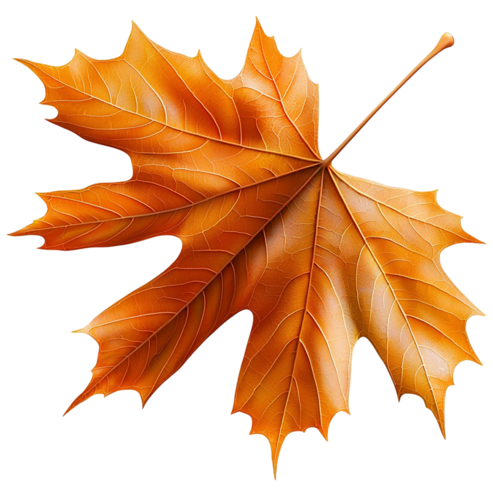 Orange maple leaf with crisp edges and detailed autumn veins png
