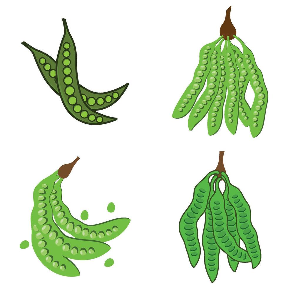 Parkia speciosa Hassk vegetable illustration design vector