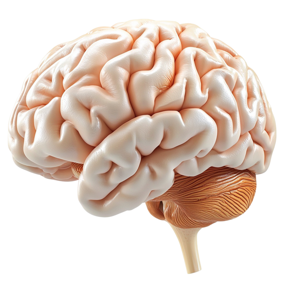 Realistic human brain model with detailed folds and textures png