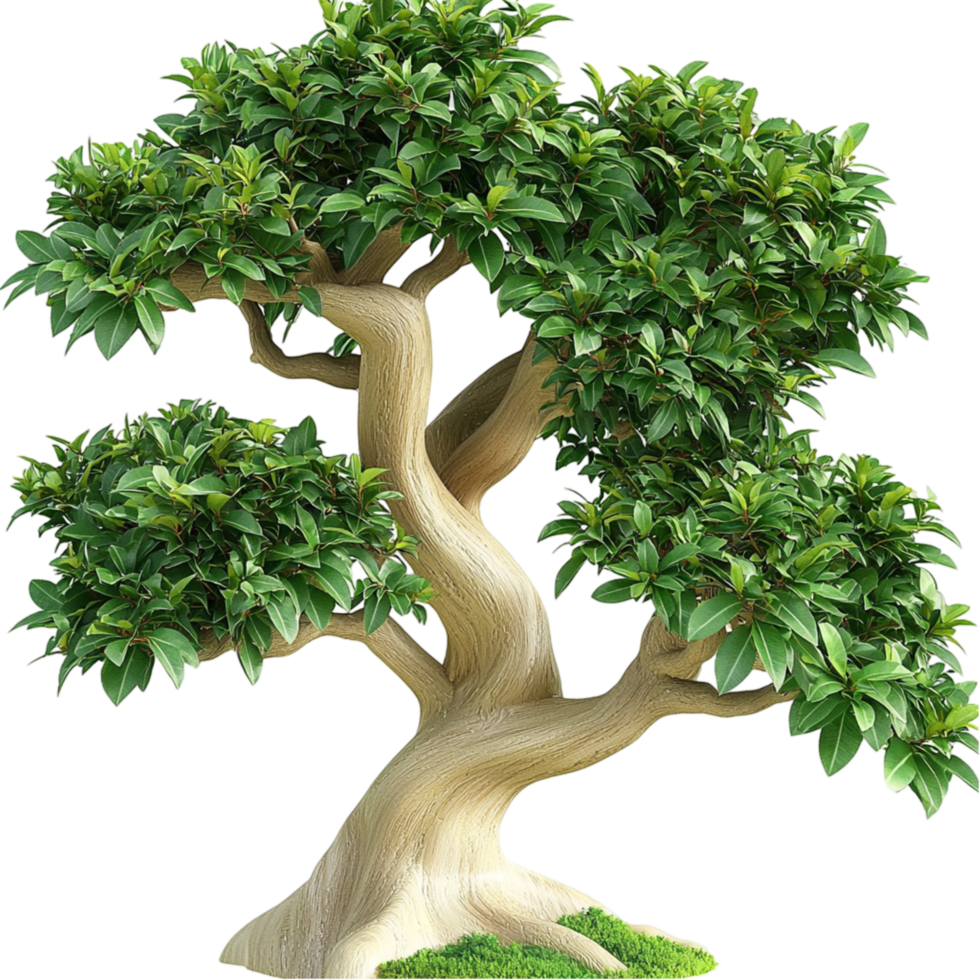 Beautiful bonsai tree with a twisted trunk and lush green foliage png