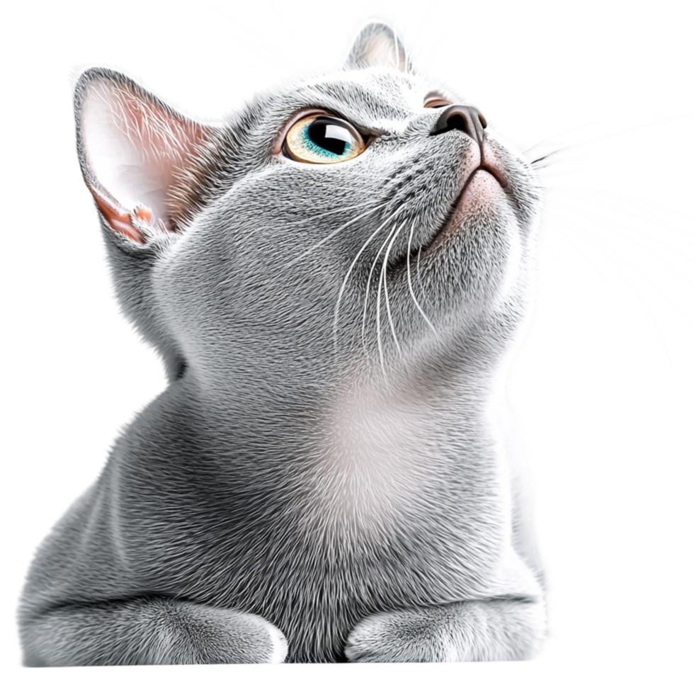 Gray cat looking upwards with a curious and attentive gaze png