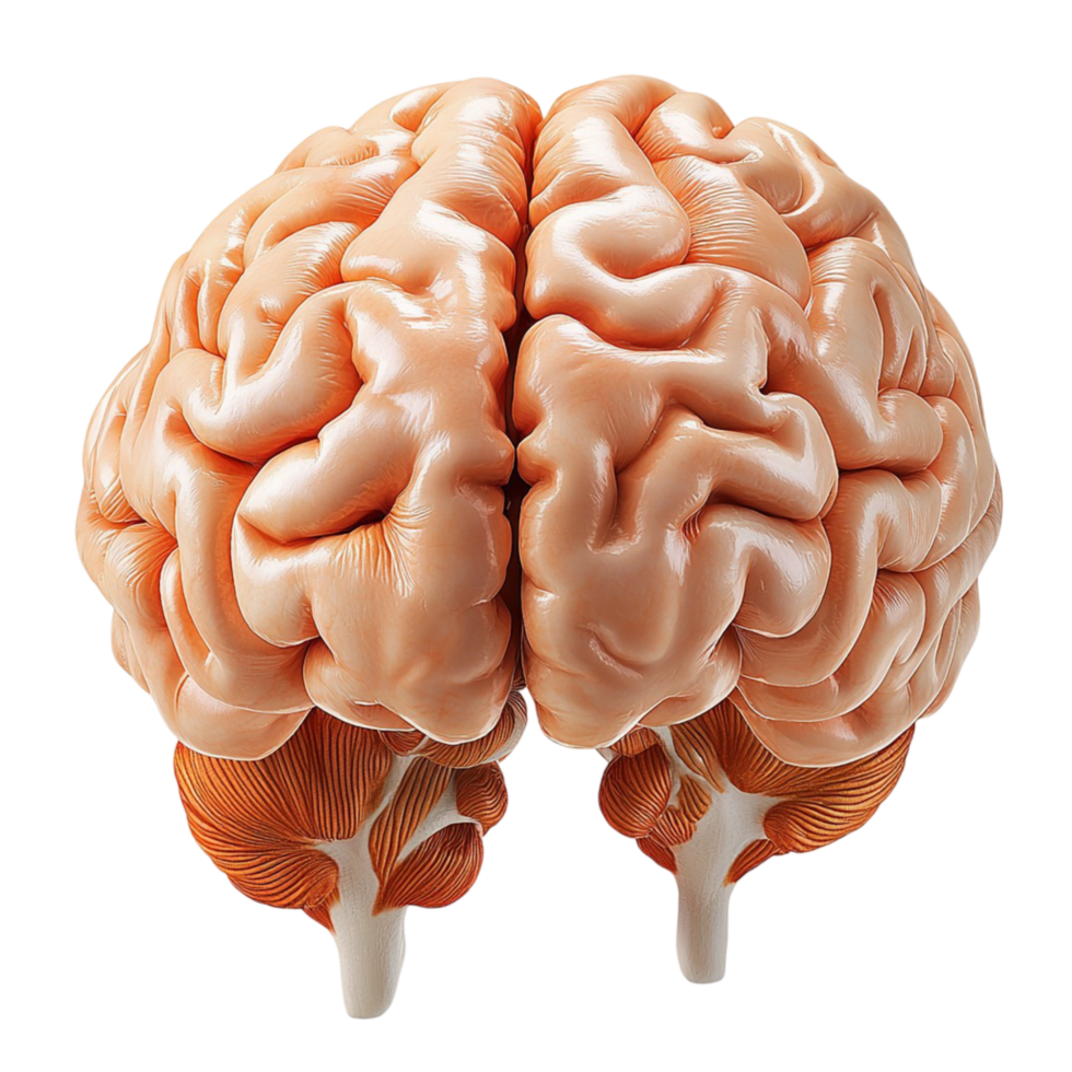 Detailed human brain with realistic folds and texture png