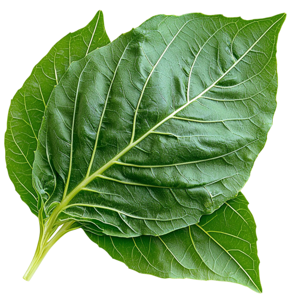 green leaf with visible veins and a crisp texture png