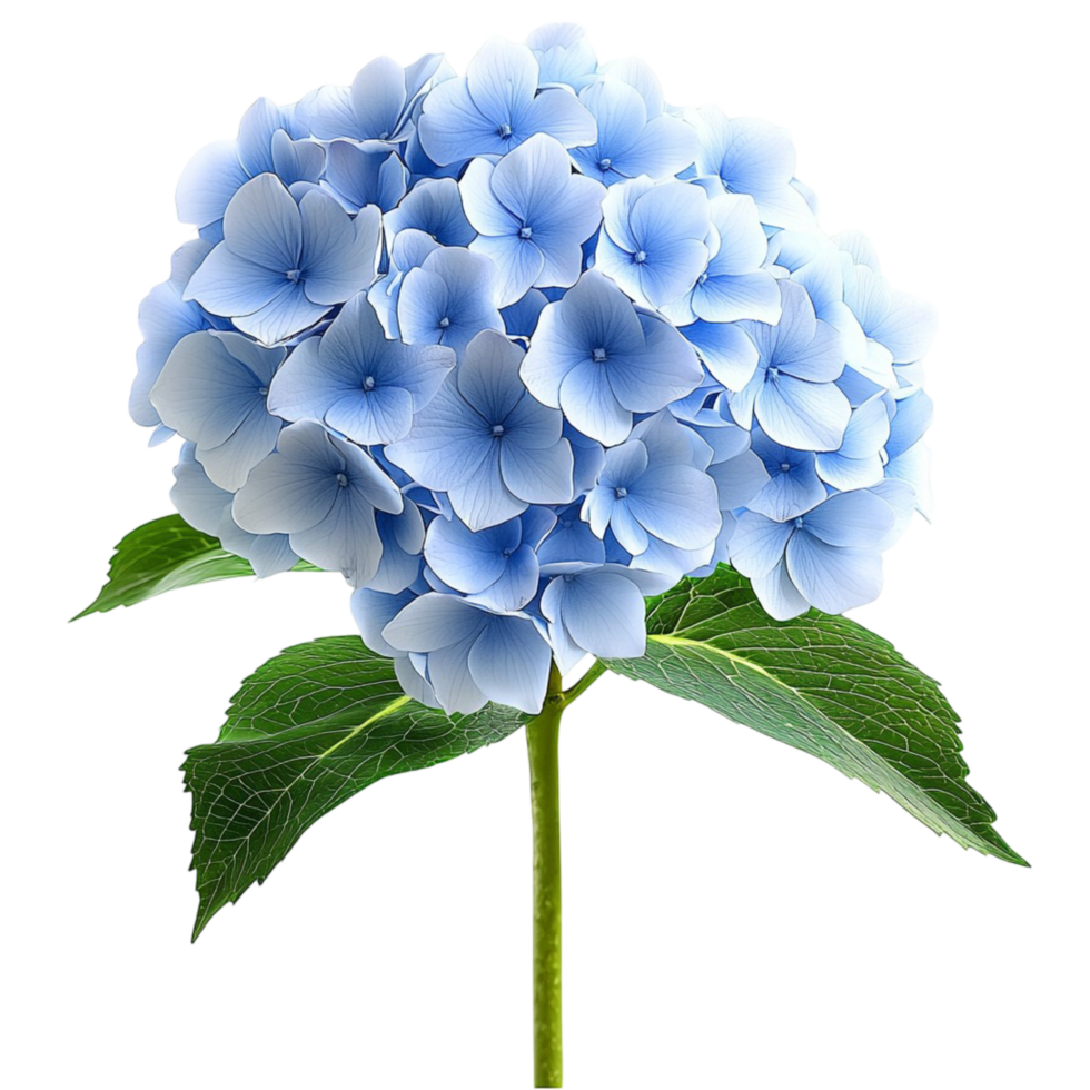 Beautiful blue hydrangea flower with delicate petals and green stem png