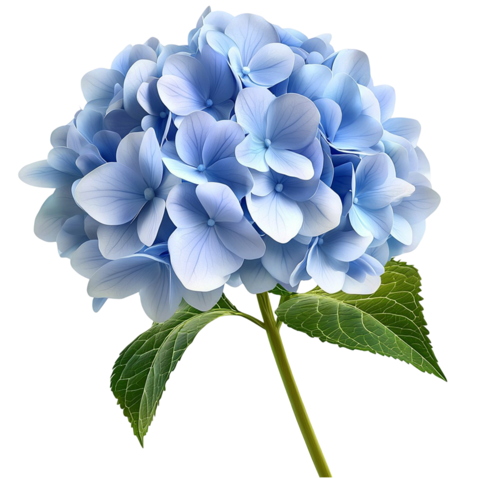 Beautiful blue hydrangea flower with delicate petals and green leaves png