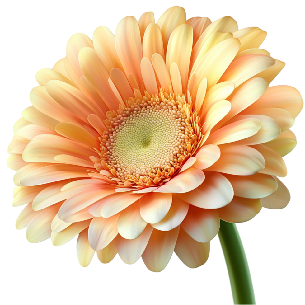 Vibrant orange gerbera isy with delicate petals and a green stem png