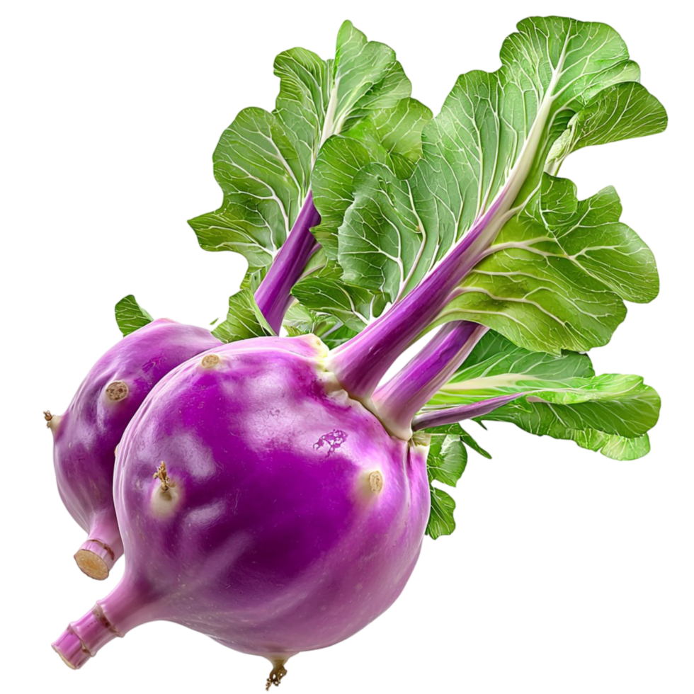 Purple kohlrabi vegetable with green leaves and a round shape png