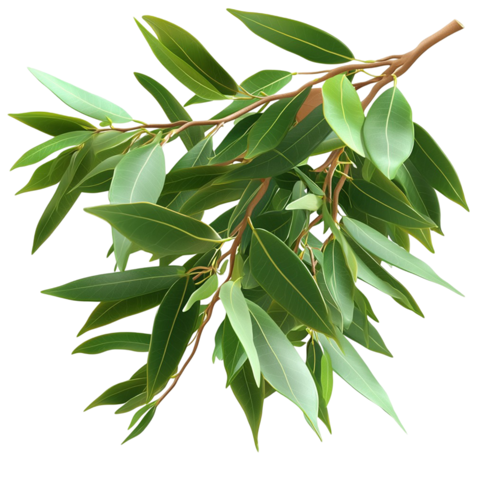 Olive tree branch with green leaves and small unripe olives png