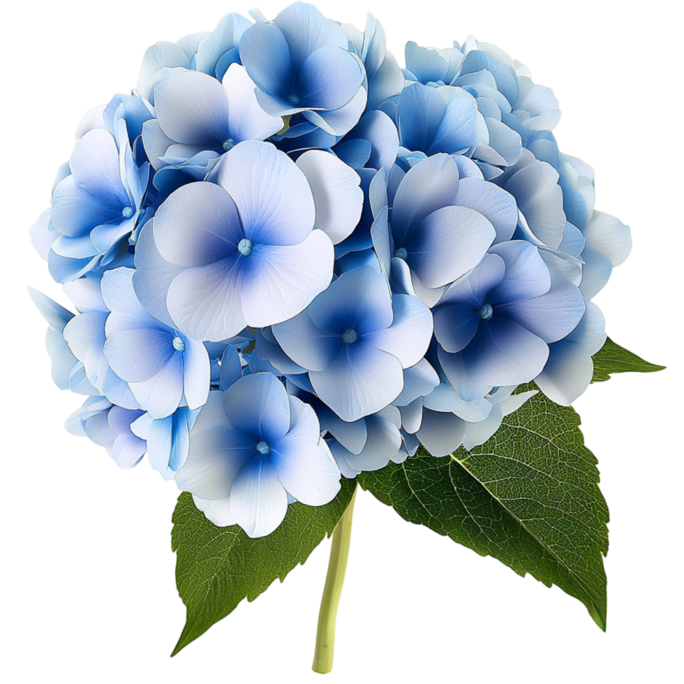 Vibrant blue hydrangea flower with delicate petals and lush green leaves png
