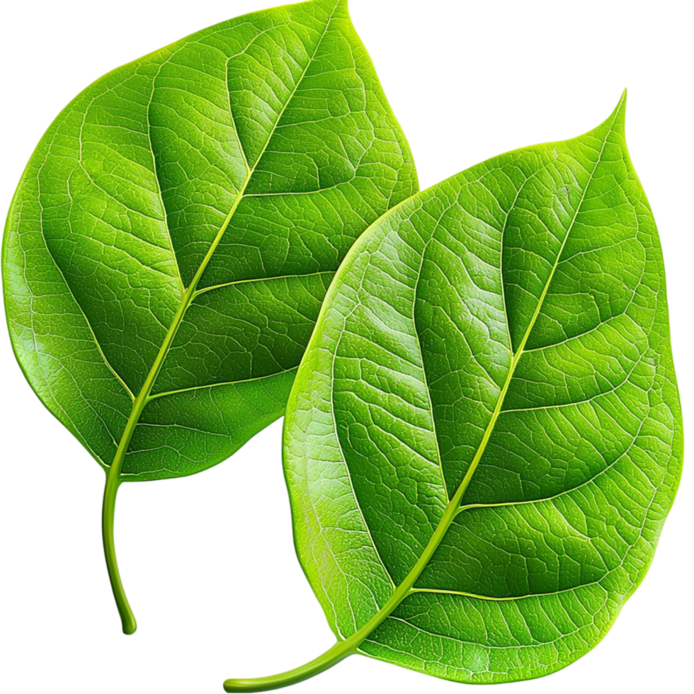 Two green leaves with visible veins and a natural texture png