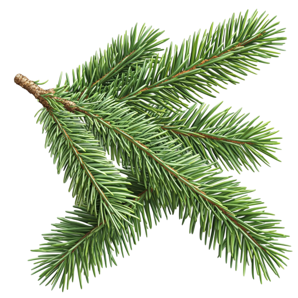 evergreen pine branch with vibrant green needles png