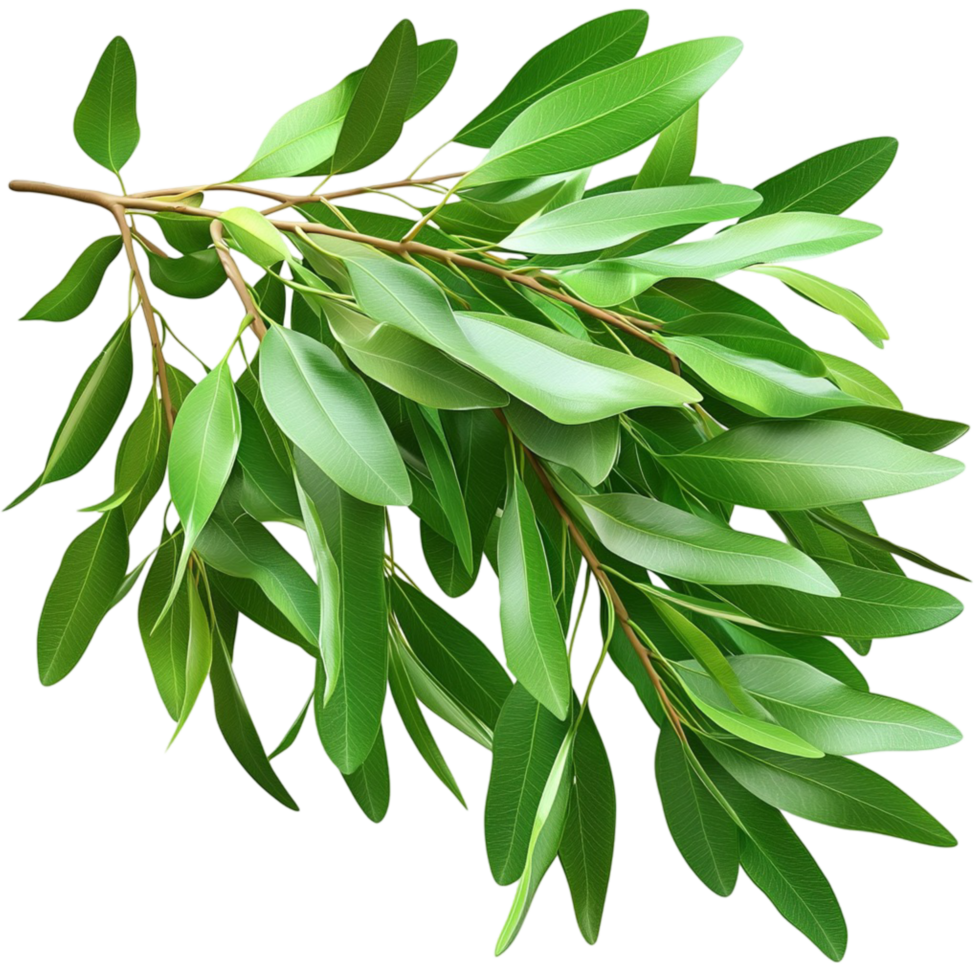 Healthy green leafy branch with long and pointed leaves png