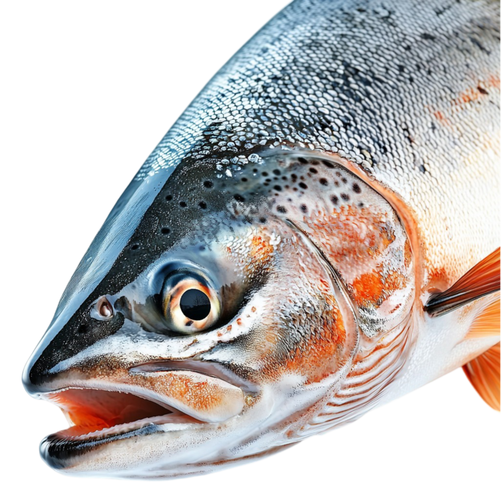 silver scaled salmon fish with a sharp open mouth png