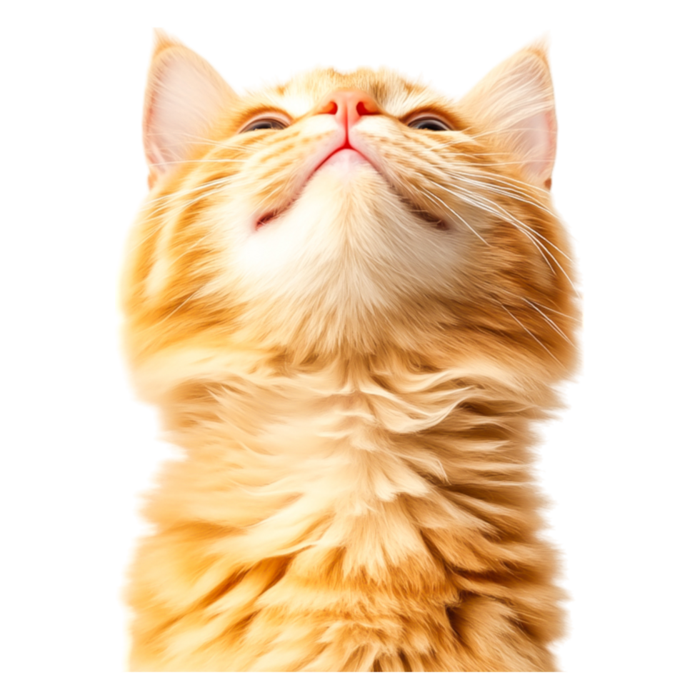 Majestic Ginger Cat Looking Upwards in Soft Natural Light and closeup png