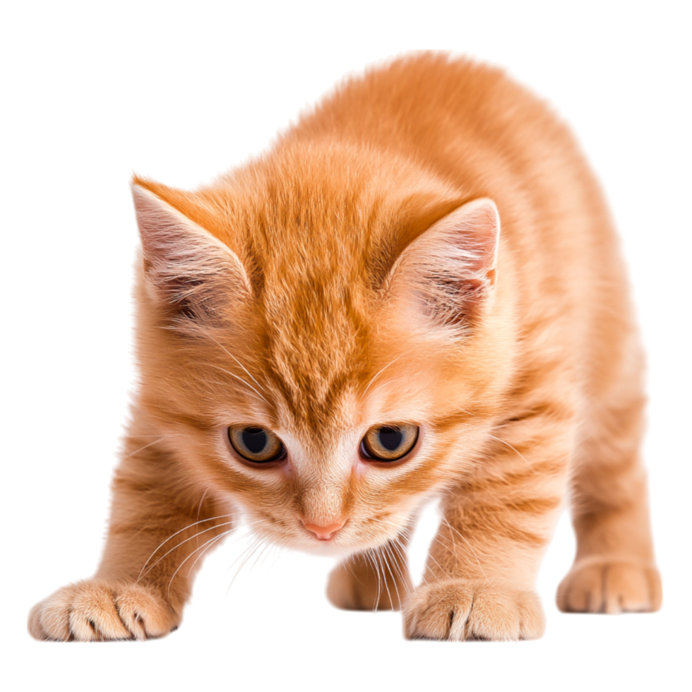 Cute Ginger Kitten Curiously Exploring Its Surroundings with Soft Fur png