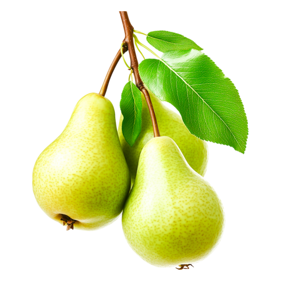 Fresh Green Pears on Branch with Leaf Isolated on png