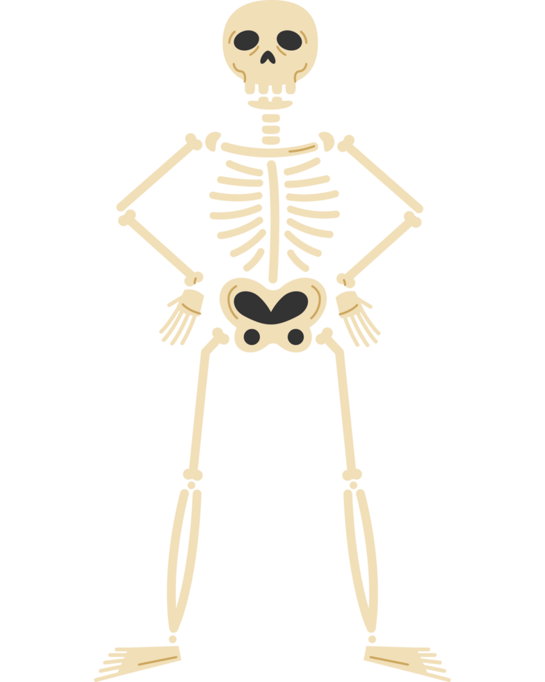 skeleton human bones png