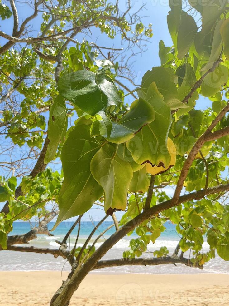 Tropical Beach Scene with Green Leaves and Ocean Waves on a Sunny Day photo