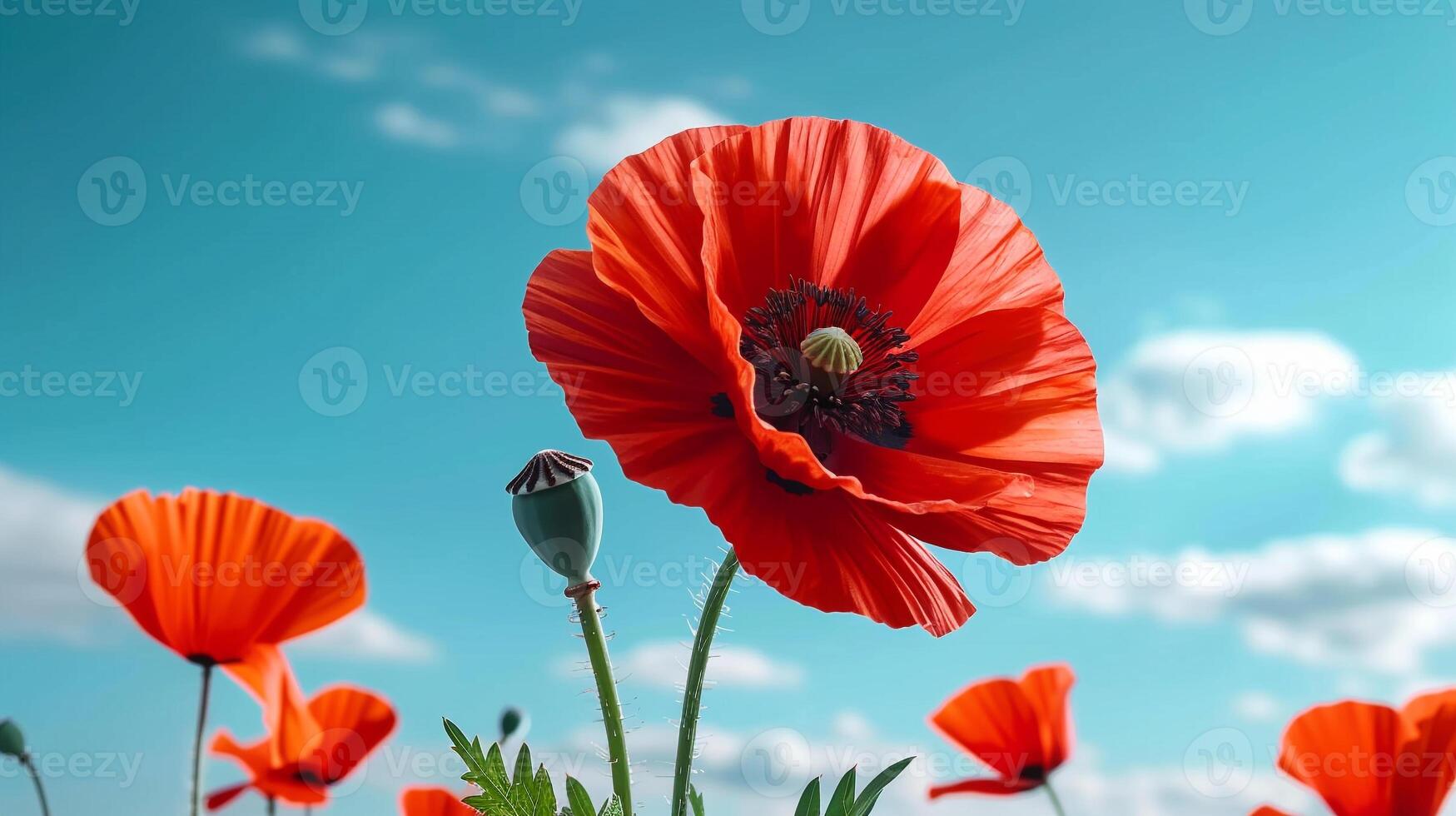vibrante rojo amapolas y blanco margaritas en un flor silvestre campo foto