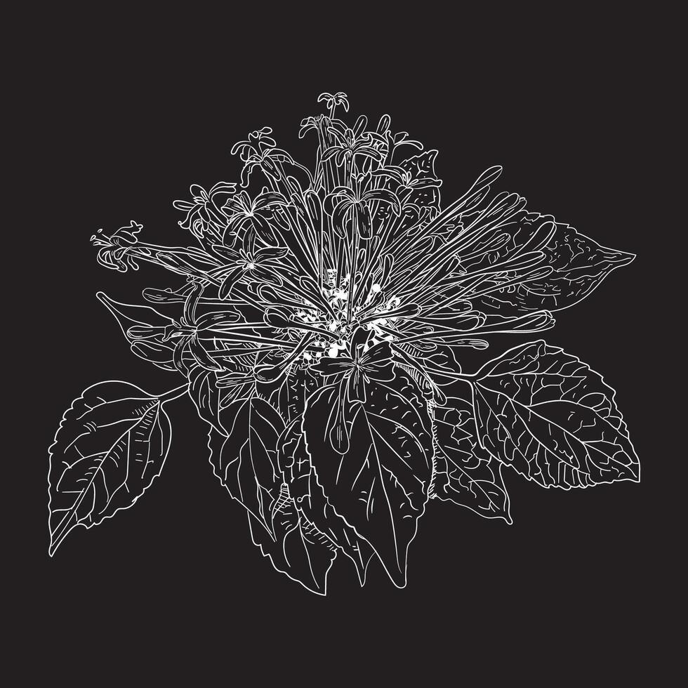 Hand drawing linocut drawing illustration vector
