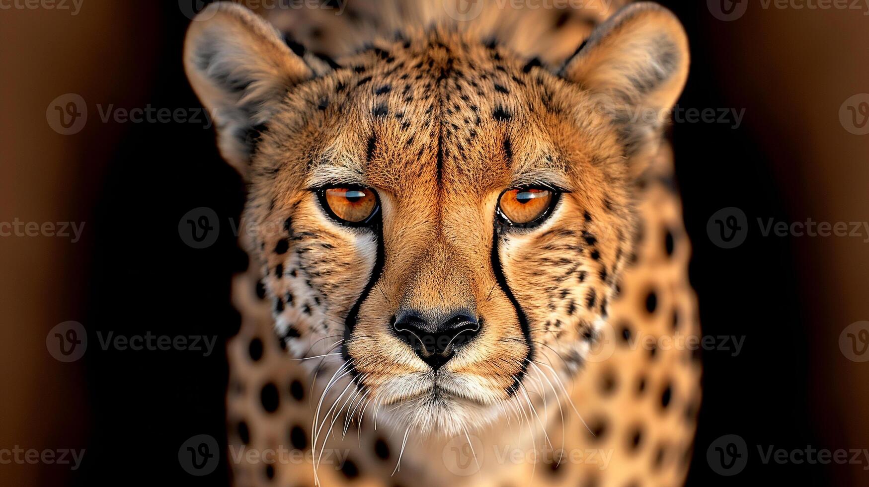 Close-Up Image of a Cheetah in Natural Habitat photo
