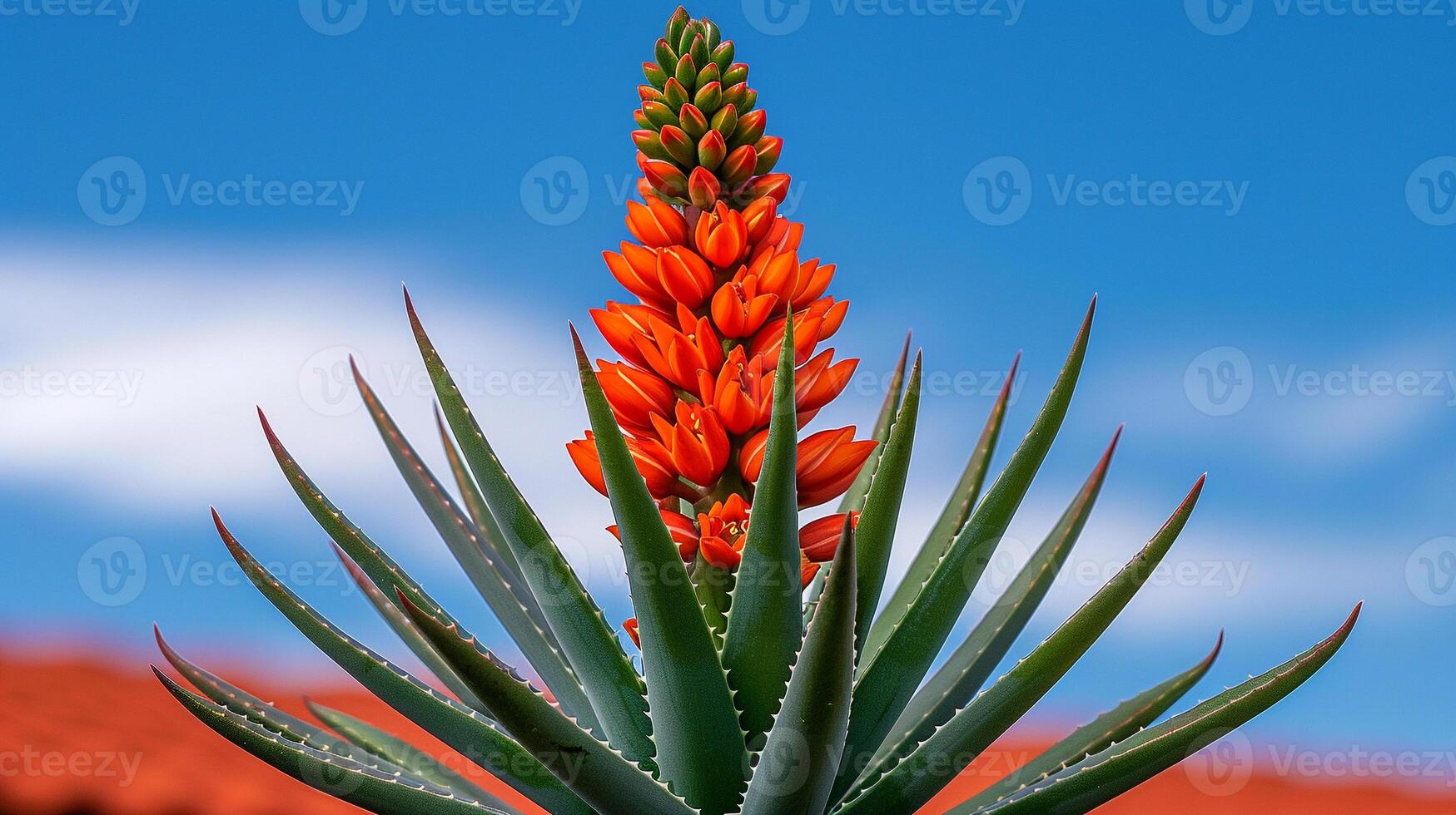Red Aloe Vera Blossom in Full Bloom photo