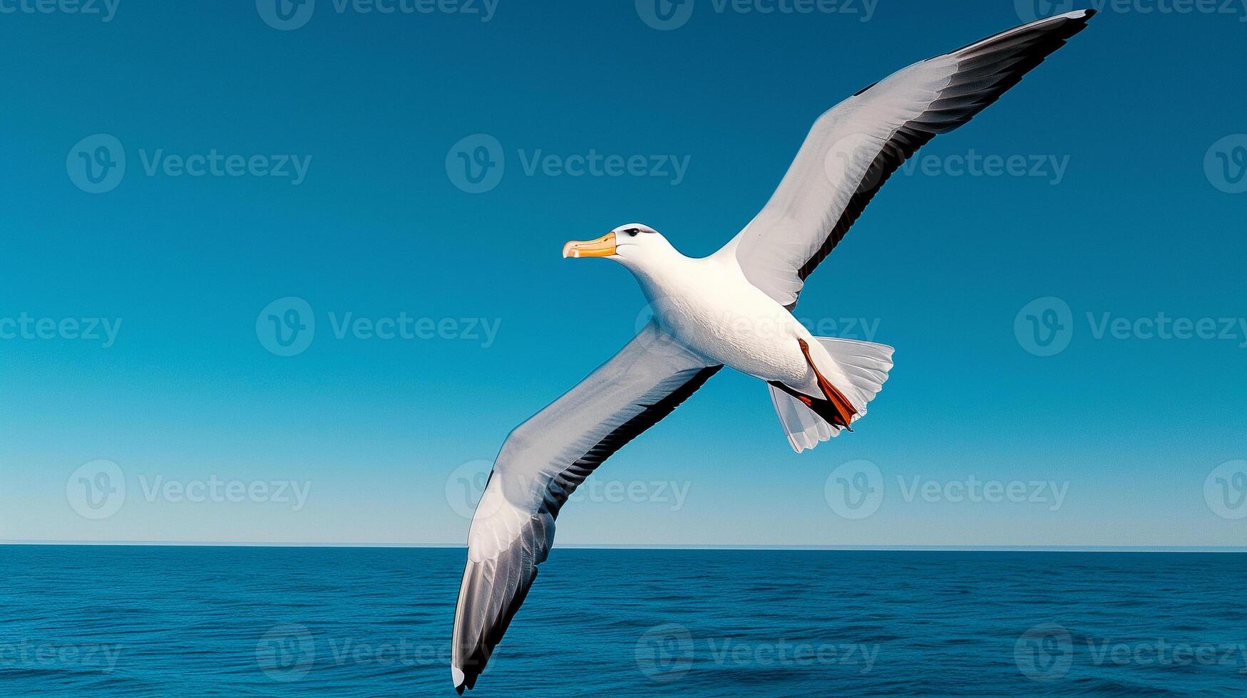 Puffin Taking Flight from the Ocean Waves photo