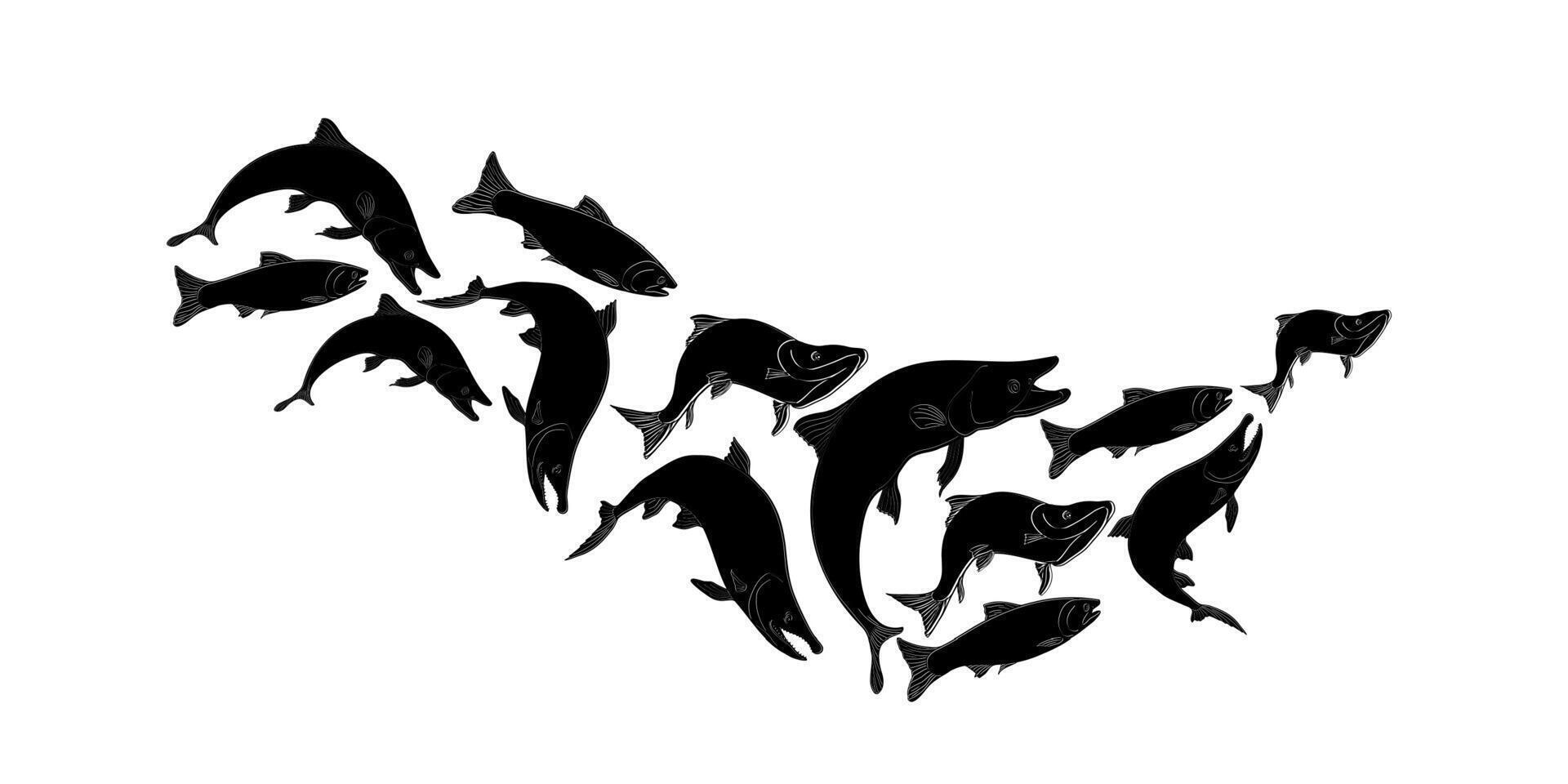 School of fish salmon black silhouette illustration on white. Shoal trout hand drawn. Flock nerka sea fish painted linear. Group of sockeye drawing in monochrome. Element for package, label. vector