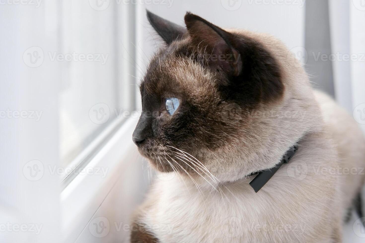 A Siamese cat lies on the windowsill and looks out the window photo