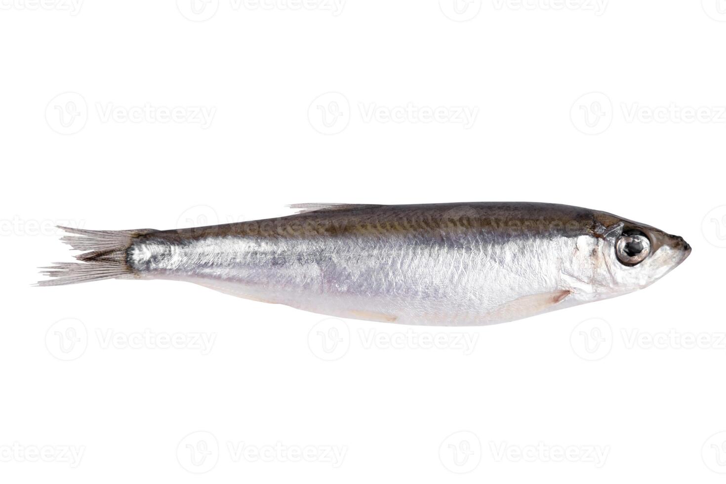 Small sprat fish isolated on a white background photo