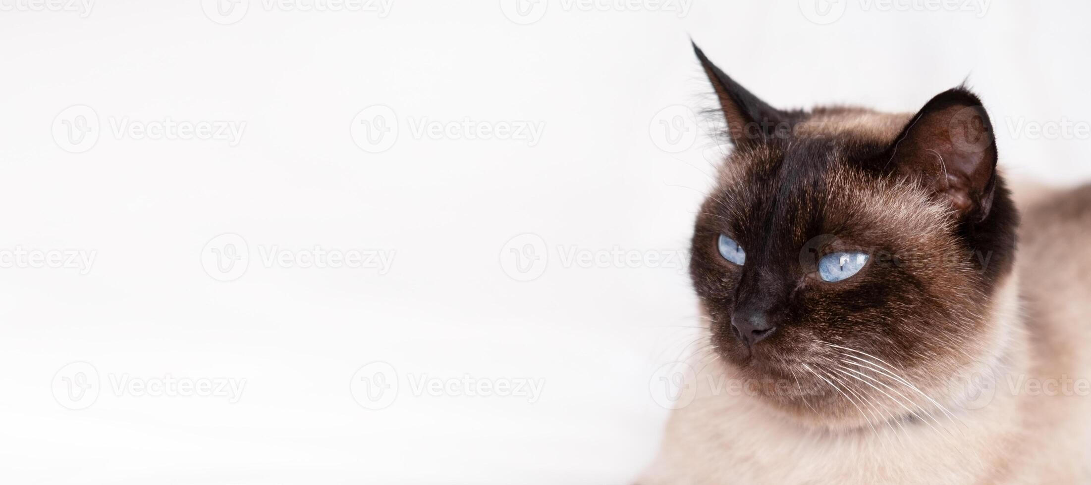 Siamese Cat Portrait on White Background, Banner photo