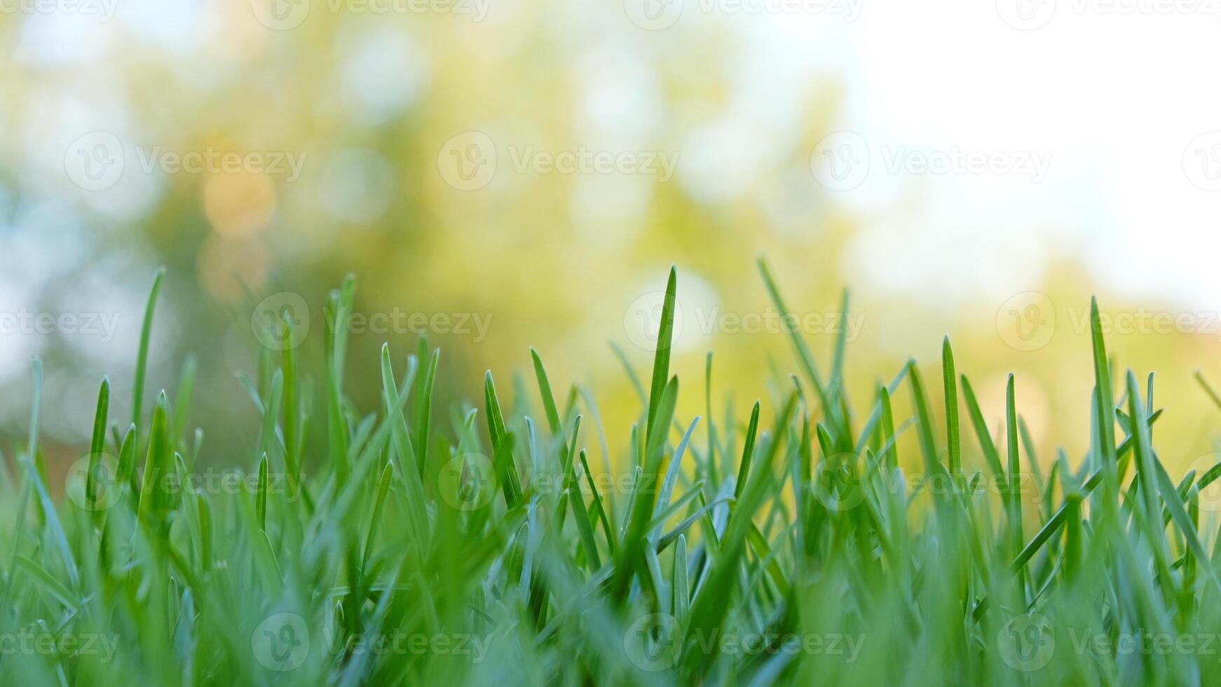 Close-up vibrant green grass lawn, natural greenery background texture of lawn garden. The lush blades of grass fill the frame. Lawn for training football pitch. grass golf Courses photo