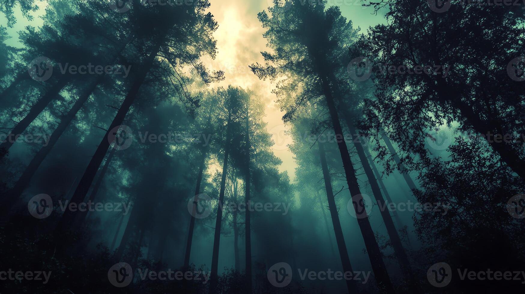 Misty Forest Canopy with Tall Pines and Soft Sunlight Filtering Through Dense Foliage photo